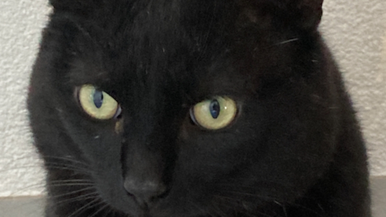 Negrito