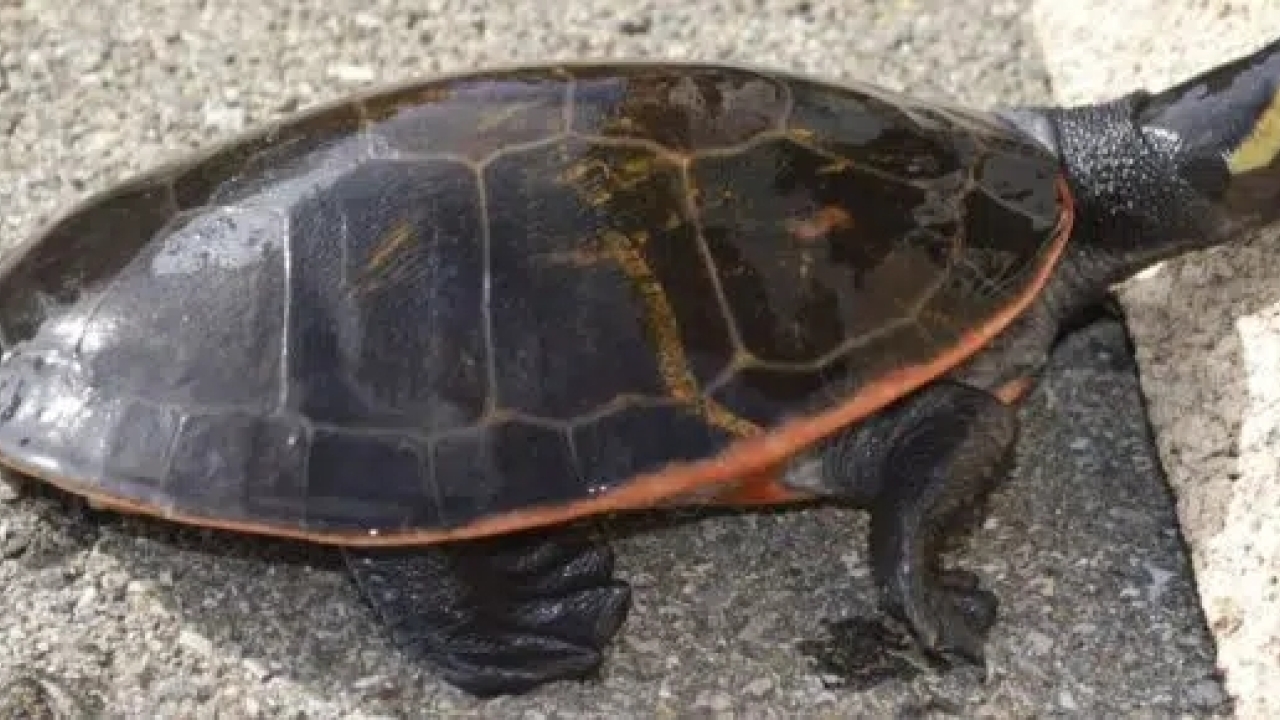 Rotbauch-Spitzkopfschildkröte